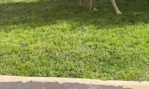 Little Girl and Dog Play With Bubble Machine