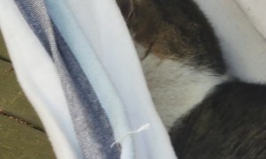 Neighbor's Cat Gets Cozy In Hammock