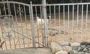 Goat And Horse Play Loud Game Of Tag