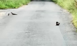Two Young Stoats Play On Country Road