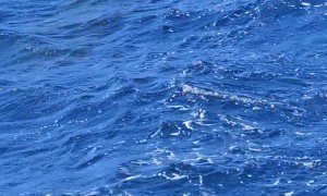 Splitfin Orca Surfaces Next to Expedition Boat