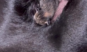 My Dog Adopted a Baby Kitten