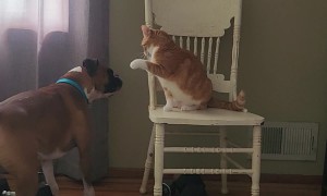 Dog and Cat Playing Around