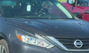 Impatient Frenchie Sounds Horn in Parking Lot