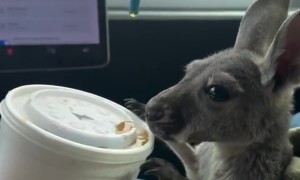 Joey Sips Cola In Car