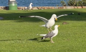 Is That a Horse or a Bird?