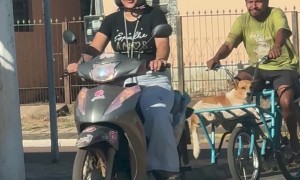 Dog Relaxes On Bicycle's Front Rack