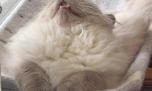 Cat Sleeps With His Mouth Open