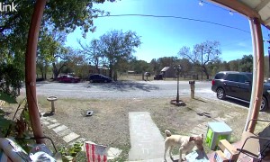 Pup Proudly Takes Package Off Porch