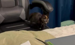 Kitten Jumps Around and Falls Off of Bed
