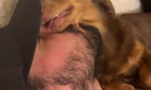 Mini Dachshund Loves Licking Dad's Face