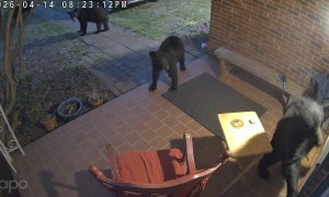 Burglarizing Bears Thwarted by Doorbell