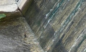 Ducklings Play On Waterslide