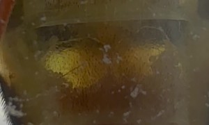 Translucent Insect Filmed Through Window