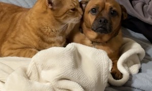 Worried Dog Getting Licked by Weird Cat