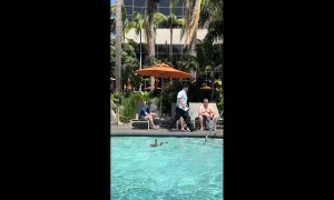 Ducklings Get an Assist From Hotel Staffer
