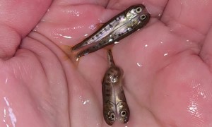 Pacific Salmon Fry Are Conjoined Twins