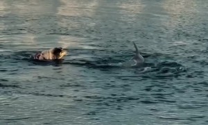 Dog Loves Swimming With Dolphins