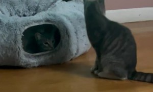 Small Purrticle Collider