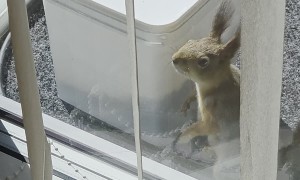 Clever Squirrel Opens Peanut Jar