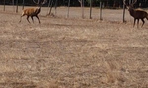 Red Deer Stag Wants All the Smoke... Until He Doesn't