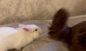 Rabbit Playing With Dog's Tail
