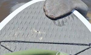 Manatee Joins Paddle Board Ride