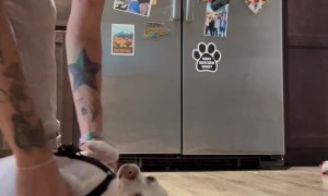 Flipping the Chihuahua Cheeto