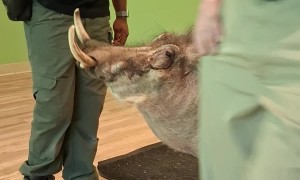 Peaches the Warthog Delights Zoo Visitors