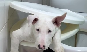 Puppy Gets Stuck in Toilet Seat