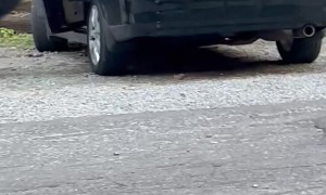 Crafty Bear Duo Opens Car Door