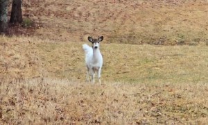 Piebald Whitetail Deer in Maine