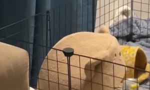 Guinea Pig Bounces His Bed on His Head