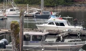 Humpback Whale Breaches in Alaskan Marina