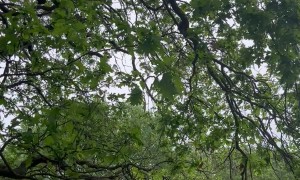 How Is This Tree Still Standing?
