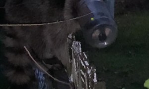 Saving a Raccoon With a Jar on Its Head