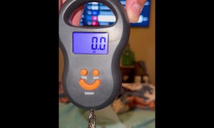 Weighing New Born Kitten