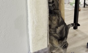 This Kitty Sure Loves Her Scratches