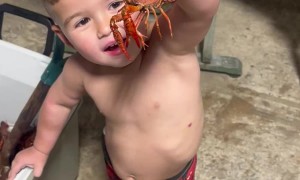 Getting Into the Box of Crawfishes