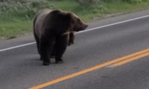 Triplet Grizzly Bear Cubs In Grand Teton