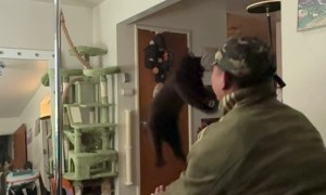 Black Cat Trains for Long Jump World Record