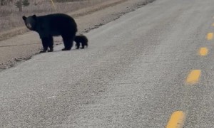 Driver Encounters Momma Bear and Adorable Cubs