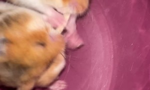Hamster Lady and the Tramp Moment Gone Wrong