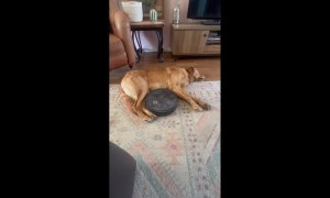 Unbothered Pup Just Wants to Lay Down