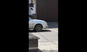 Genius Crow Uses Car Wheel as a Tool to Open Container
