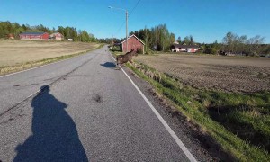 Moose Slips and Then Runs Off
