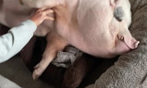 Mr. Pig Loves Belly Rubs