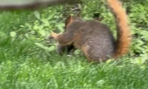 Wild Squirrel Playing With Puppy Toy