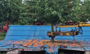 Mechanical Cherry Harvest Machine in Action