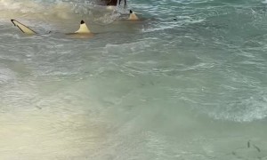 Sharks Hunting Small Fish in Shallow Water